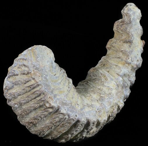 Cretaceous Fossil Oyster (Rastellum) - Madagascar #54450
